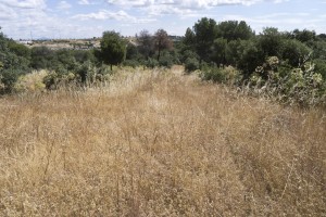 IZQUIERDA UNIDA DENUNCIA EL ALTO RIESGO DE INCENDIO EN LA DEHESA DE MAJADAHONDA